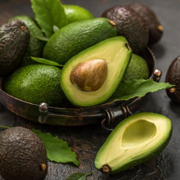 Acca sellowiana Cooolidge  - Feijoa autofertile