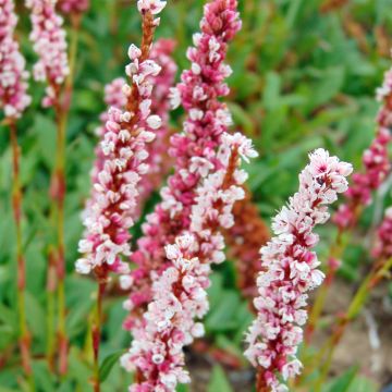 Persicaria affinis Superba - Renouée, Persicaire Superbum