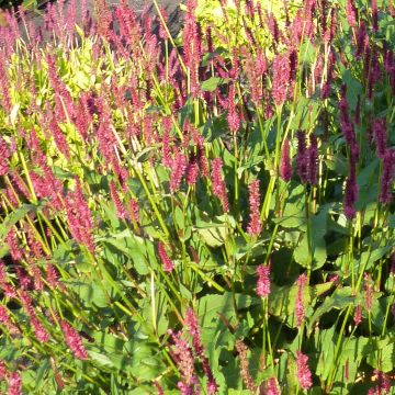 Renouée - Persicaria amplexicaulis JS Delgado Macho