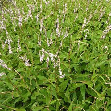 Renouée - Persicaria amplexicaulis White Eastfield 