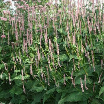 Renouée - Persicaria amplexicaulis Rosea