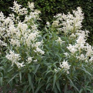 Renouée - Persicaria dshawachischwilii