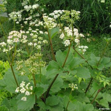 Livèche d'Ecosse ou Persil de mer - Ligusticum scothicum