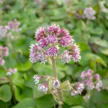 Petasites fragrans - Héliotrope d'hiver