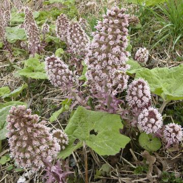 Petasites hybridus