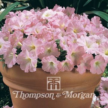 Petunia x Hybrida Chiffon Morn 