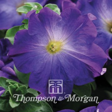 Petunia Sophistica Blue Morn F1 Hybrid 