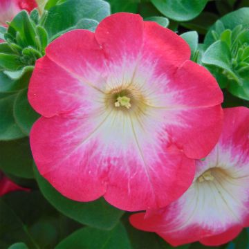 Petunia Surfinia Coral Morn