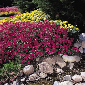 Petunia Tidal Wave F1 Cherry - Pétunia retombant rouge cerise