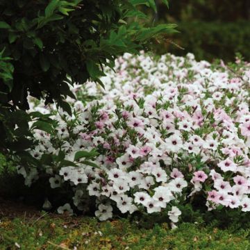 Petunia Tidal Wave F1 Silver - Pétunia retombant lavande argenté