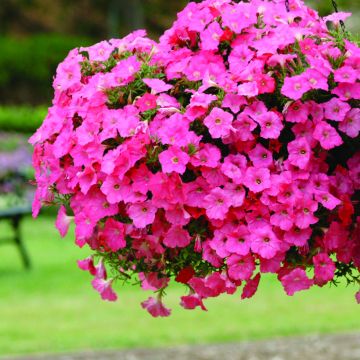 Petunia Hybrida Salmon Velvet F1 Hybrid 