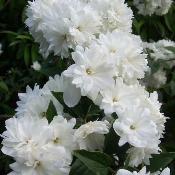 Seringat - Philadelphus Frosty Morn