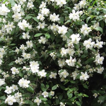 Philadelphus Virginal - Seringat blanc