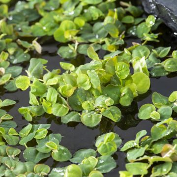 Hippuris vulgaris - Pesse d'eau 