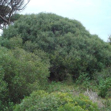 Phillyrea angustifolia - Filaire à feuilles étroites