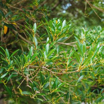 Phillyrea angustifolia Green Up - Filaire à feuilles étroites