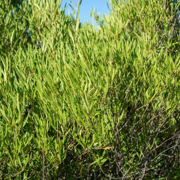Phillyrea angustifolia Rosmarinifolia - Filaire à feuilles étroites