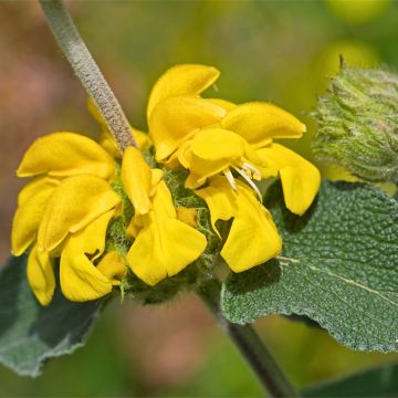 Phlomis fruticosa - Sauge de Jérusalem