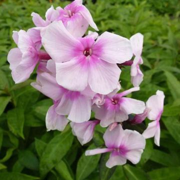 Phlox paniculata Bright Eyes - Phlox paniculé rose pâle à oeil rose vif