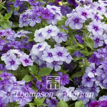 Phlox Drummondii Moody Blues 