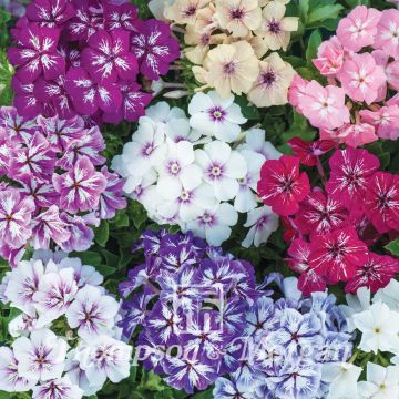 Graines de Phlox drummondii Starry Eyes - Phlox de Drummond 