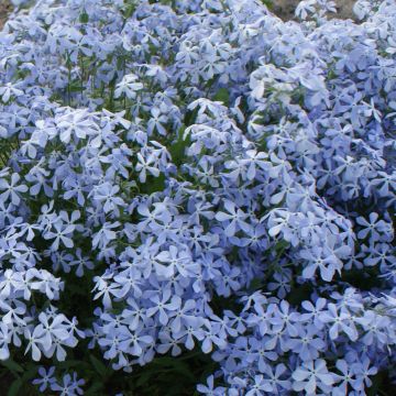 Phlox divaricata Clouds of Perfume