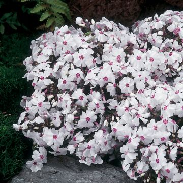 Phlox mousse Scarlet Flame - Phlox subulata