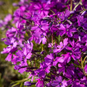 Phlox subulata Atropurpurea - Phlox mousse