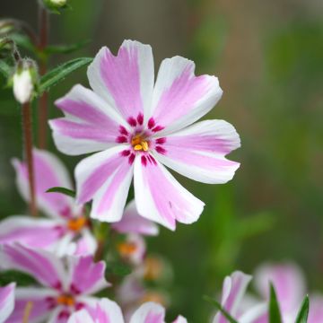 Phlox mousse Candy Stripes