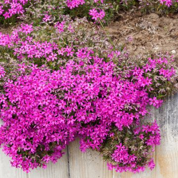 Phlox mousse Scarlet Flame - Phlox subulata