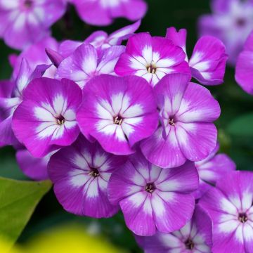 Phlox paniculata Tequila Sunrise - Phlox paniculé nain orange saumon vif