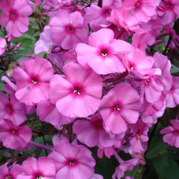 Phlox paniculata Amethyst