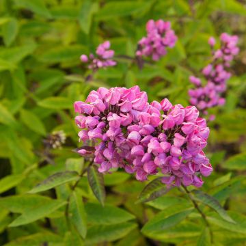 Phlox paniculata Butonik