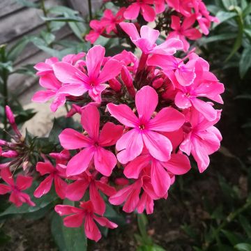 Phlox paniculata Tequila Sunrise - Phlox paniculé nain orange saumon vif