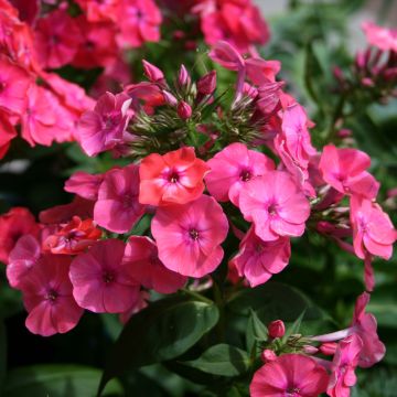 Phlox paniculata Coral Flame - Phlox paniculé nain rouge corail