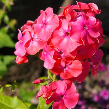 Phlox paniculata Famous Cerise - Phlox paniculé