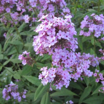 Phlox paniculata Jeana - Phlox paniculé bleu lavande pâle