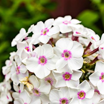 Phlox paniculata Tequila Sunrise - Phlox paniculé nain orange saumon vif