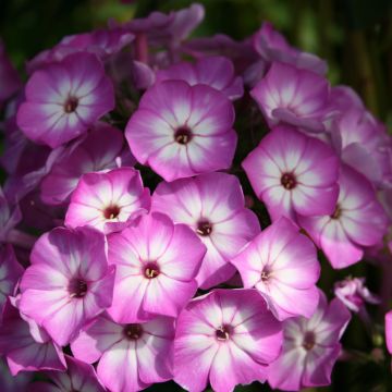 Phlox paniculata Purple Eye Flame - Phlox paniculé nain pourpre violacé clair à coeur blanc