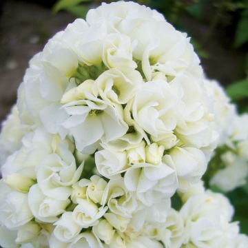 Phlox paniculata Tiara - Phlox paniculé double blanc 