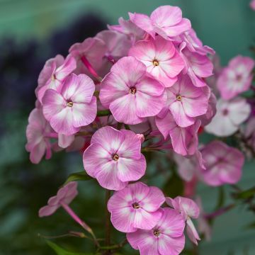 Phlox paniculata Younique Old Pink