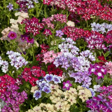 Phlox Starry Eyes 