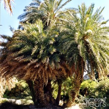 Phoenix theophrasti - Palmier dattier de Crète