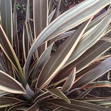 Phormium Alison Blackman - Lin de Nouvelle-Zélande