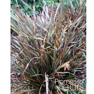 Phormium Jack Spratt - Lin de Nouvelle-Zélande