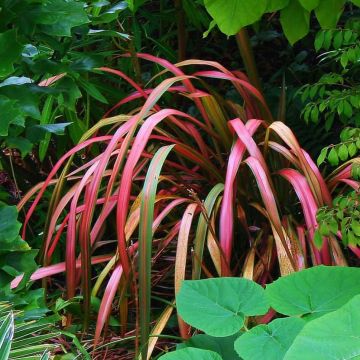 Phormium Jester - Lin de Nouvelle-Zélande