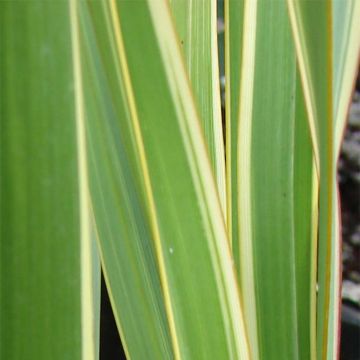 Phormium cookianum Tricolor - Lin des montagnes