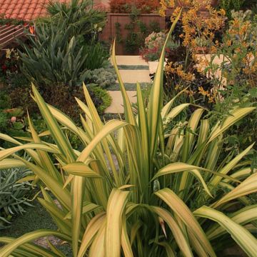 Phormium tenax Yellow Wave - Lin de Nouvelle-Zélande 