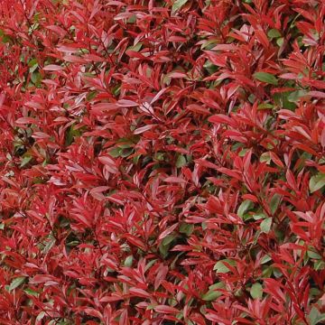 Photinia fraseri Carré Rouge 30/40cm en pot de 3.5L