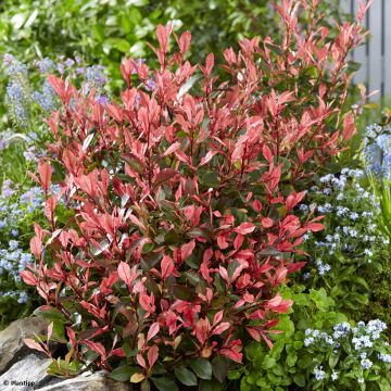 Photinia fraseri Little Fenna